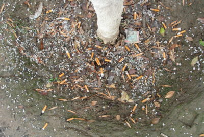 Weggeworfene Zigarettenkippen an einem Baum | Cigarette butts by a tree